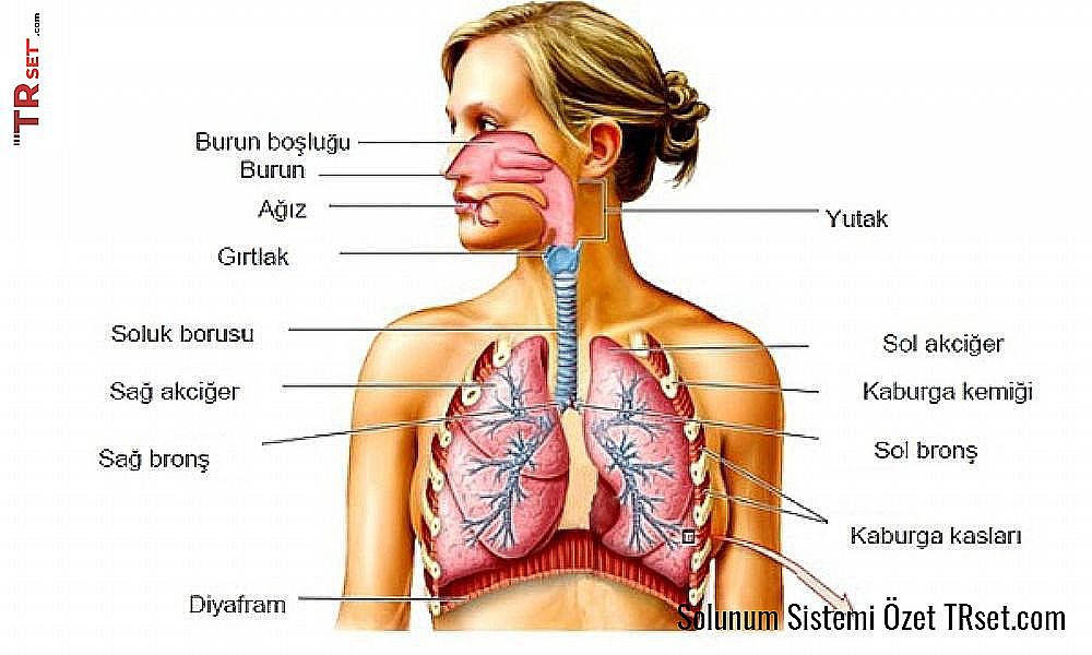 solunum şema