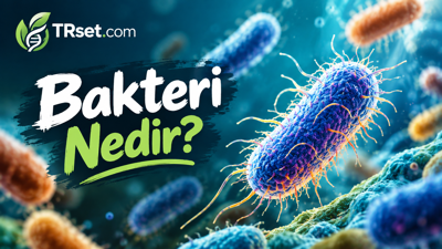 Bakteri Nedir?