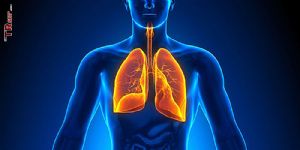 Akciğer Modeli Nasıl Yapılır?