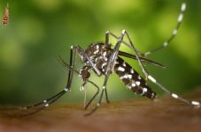 Sivrisineklerden Kurtulma Yolları