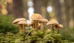 Mantarlar - Fungi Alemi